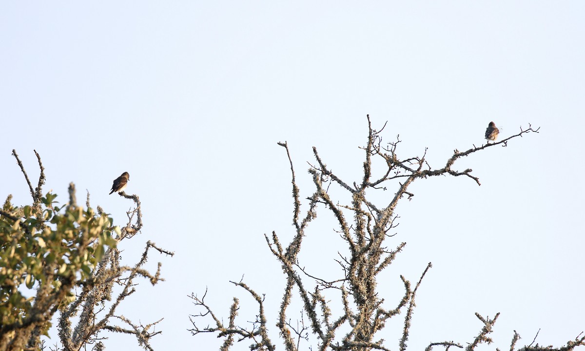 Olive-sided Flycatcher - ML623431807