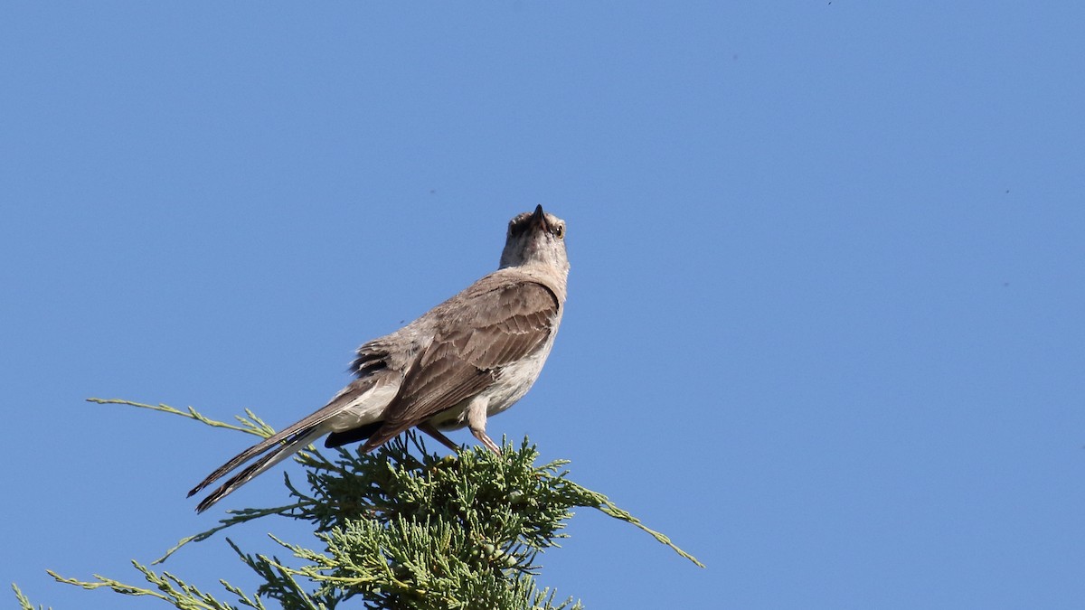 Northern Mockingbird - ML623431810