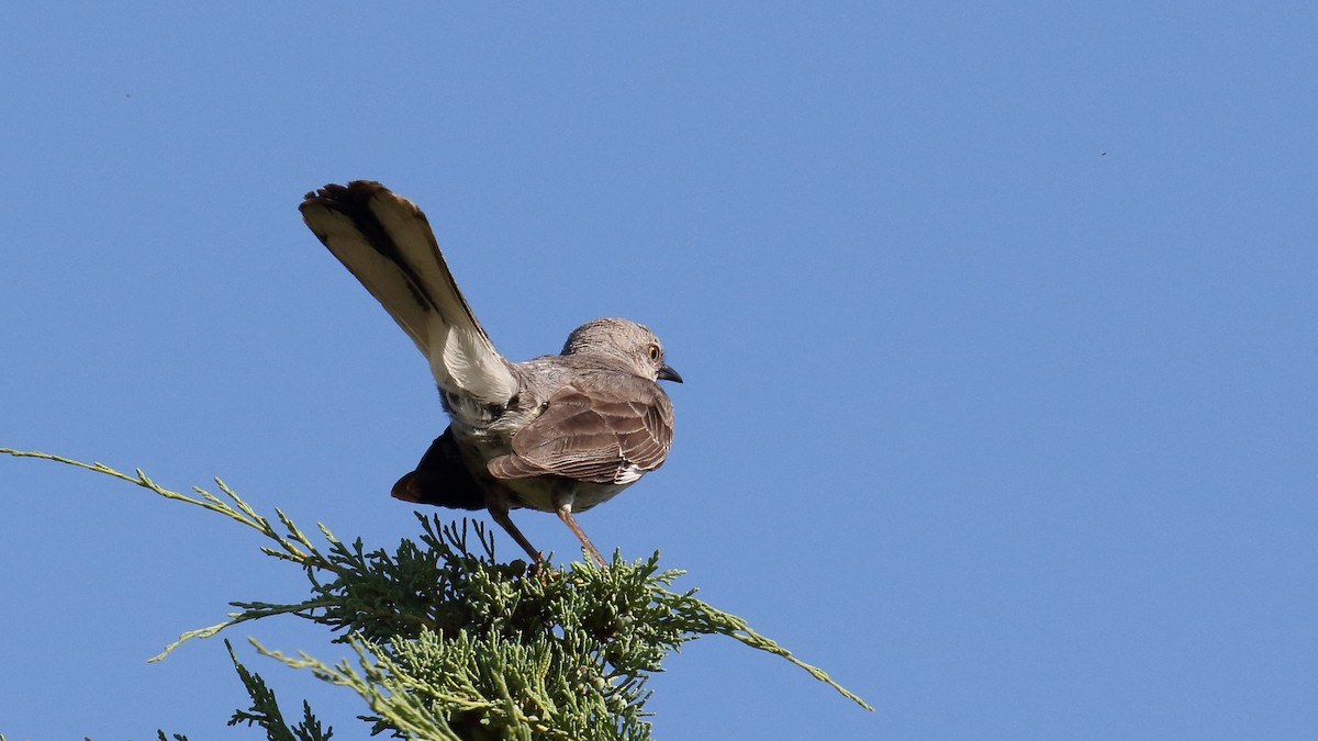 Northern Mockingbird - ML623431811