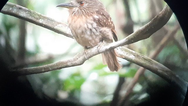 White-whiskered Puffbird - ML623431812