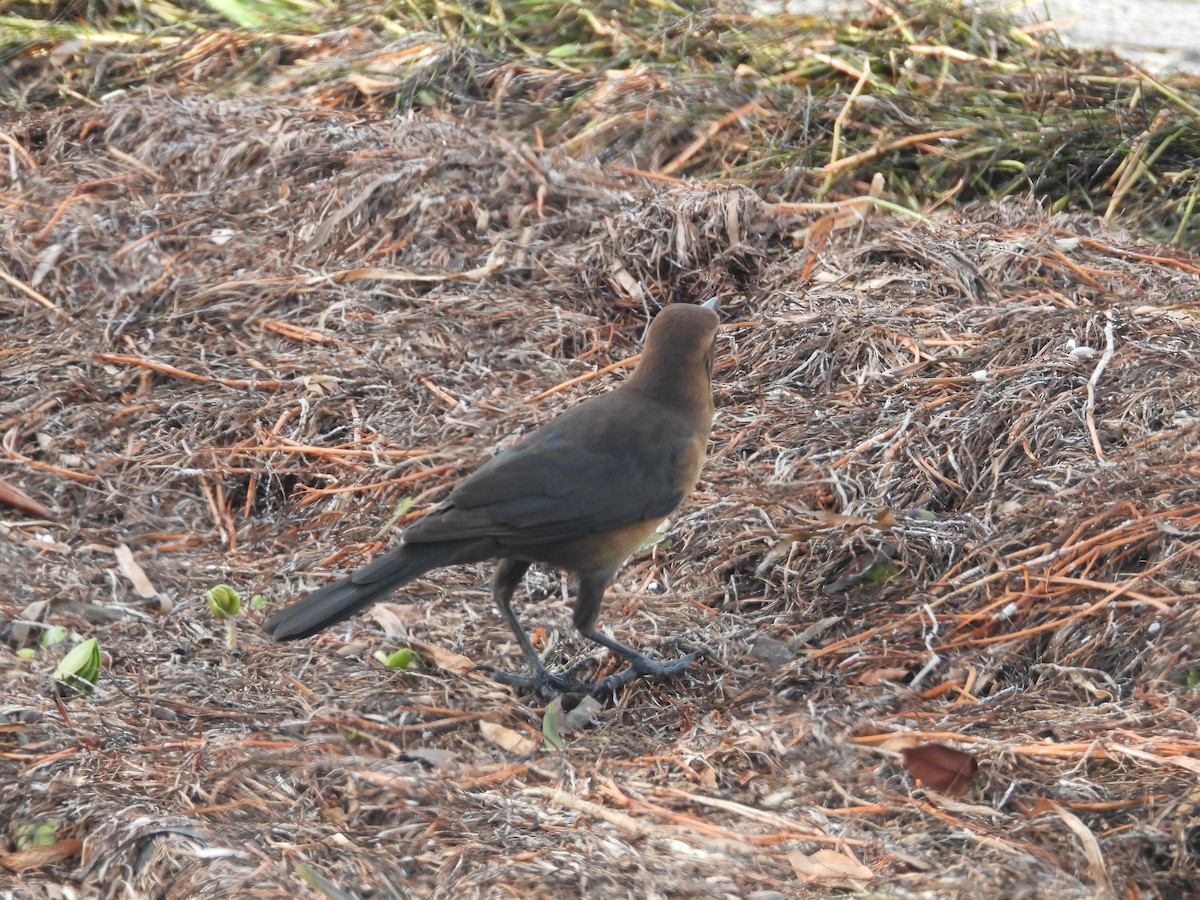 Boat-tailed Grackle - ML623431855