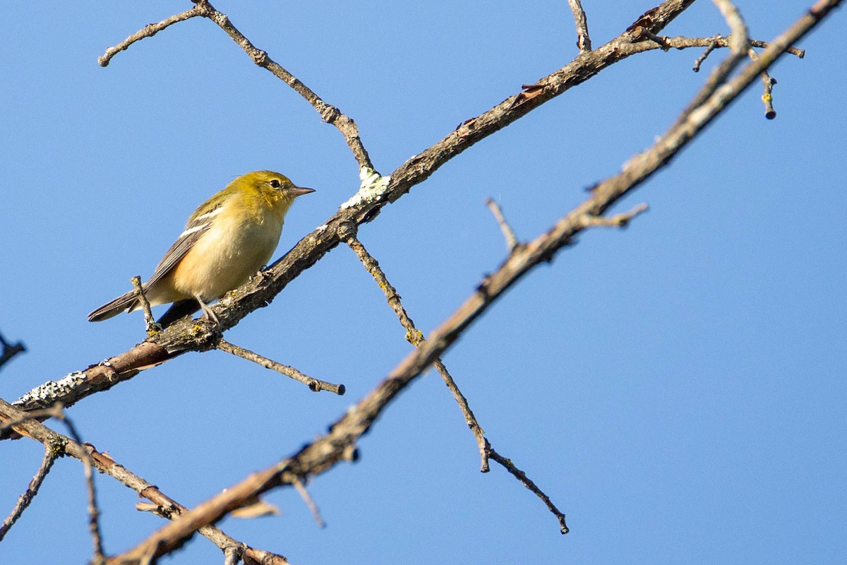 Bay-breasted Warbler - ML623431867