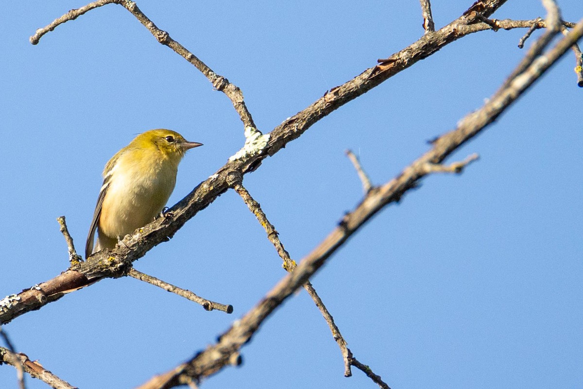 Bay-breasted Warbler - ML623431869