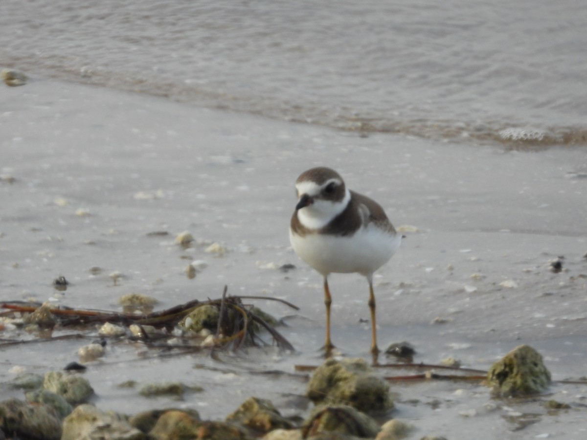 Semipalmated Plover - ML623431878