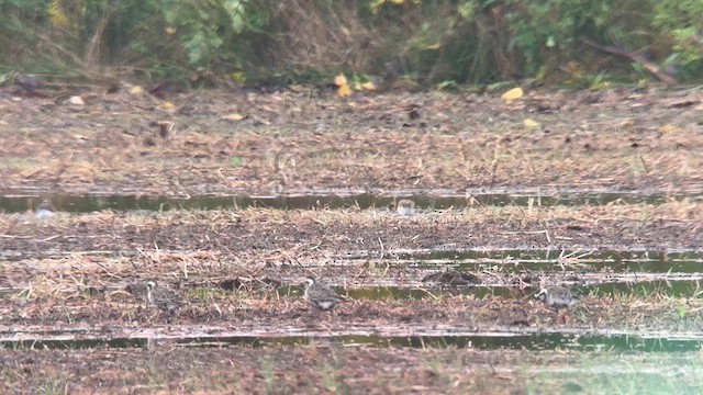 American Golden-Plover - ML623431904