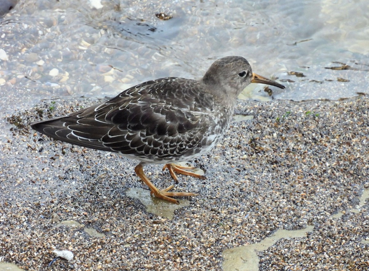 Purple Sandpiper - ML623431913