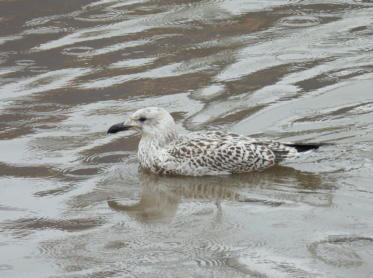 Great Black-backed Gull - ML623431917