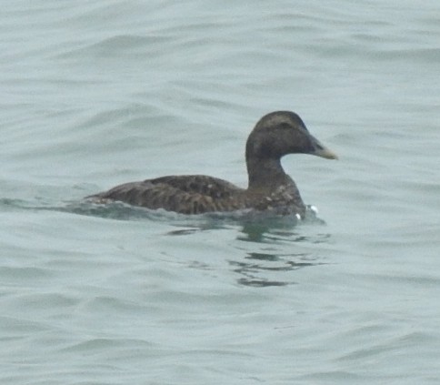 Common Eider - ML623431923