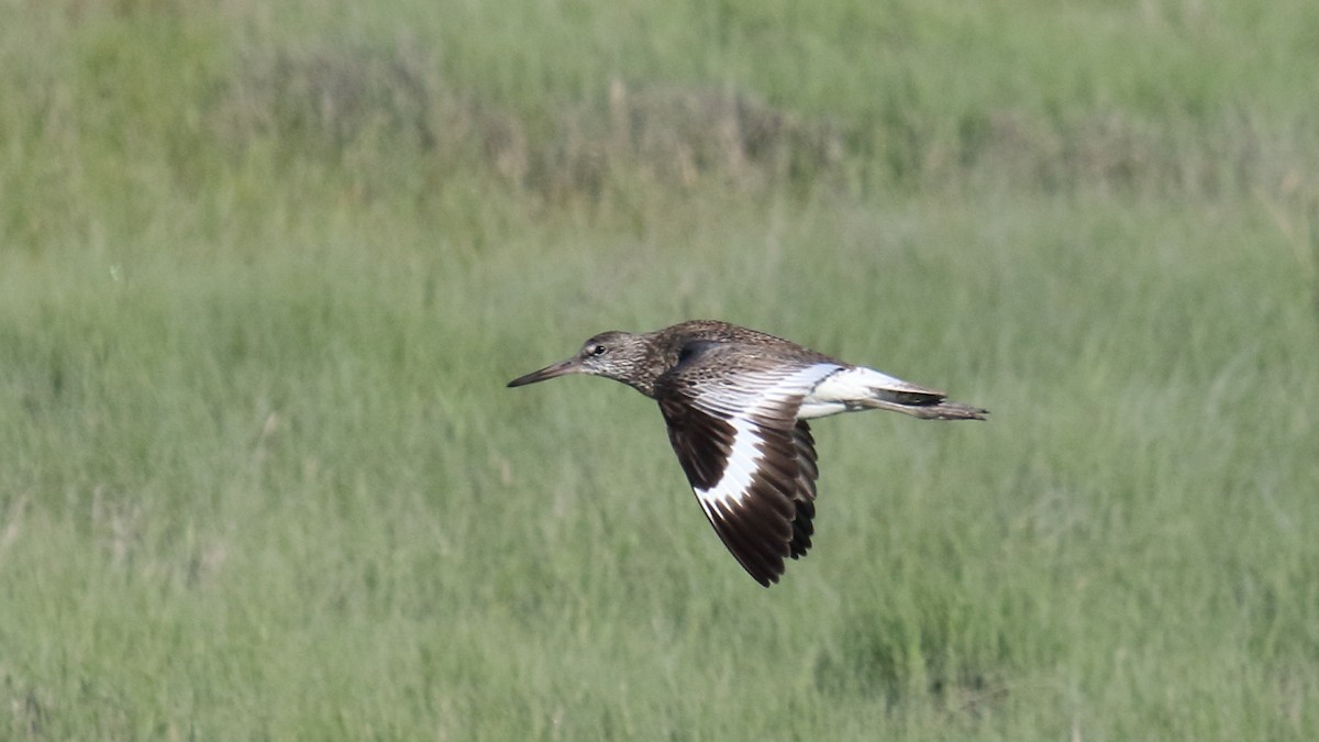 willetsnipe (semipalmata) - ML623431952