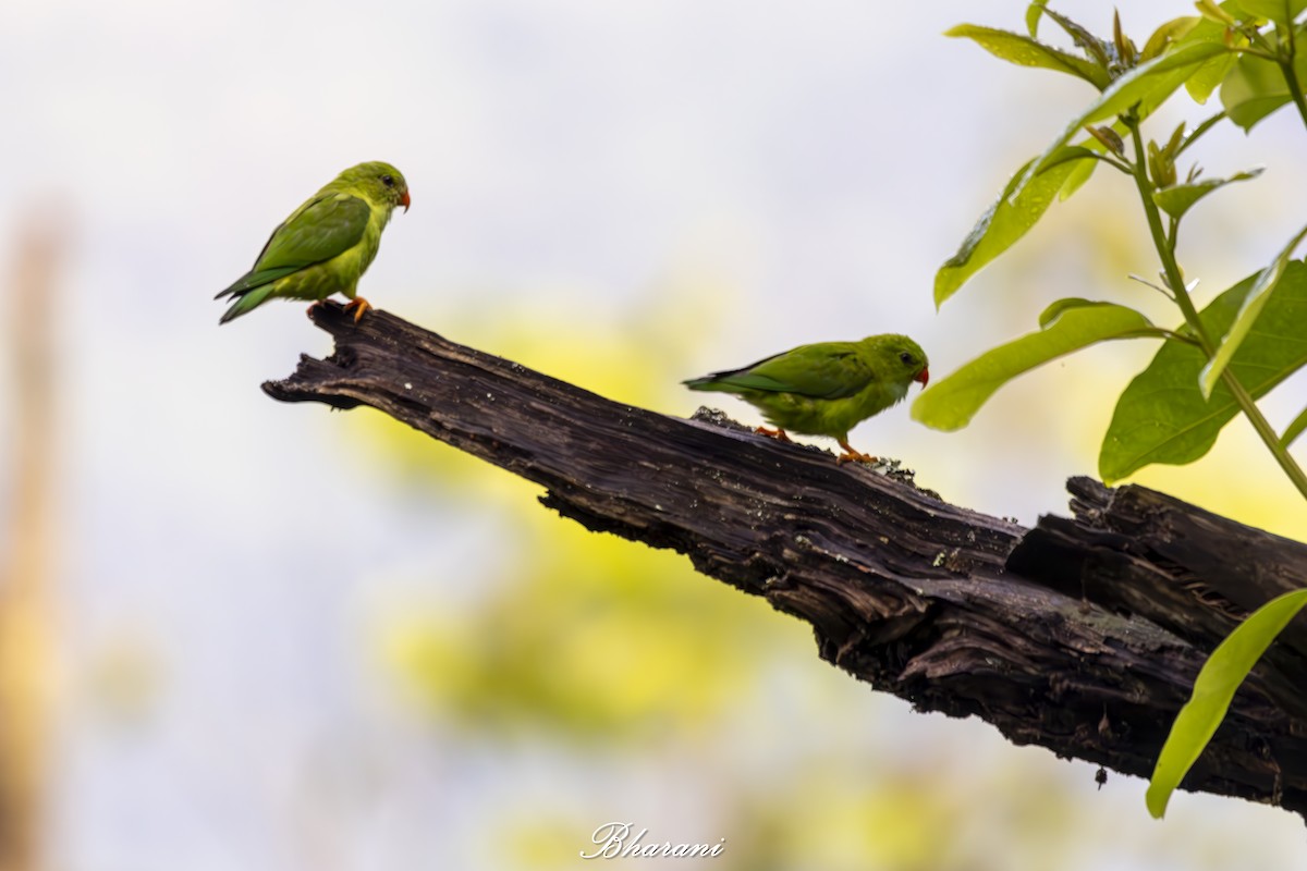 Vernal Hanging-Parrot - ML623431978