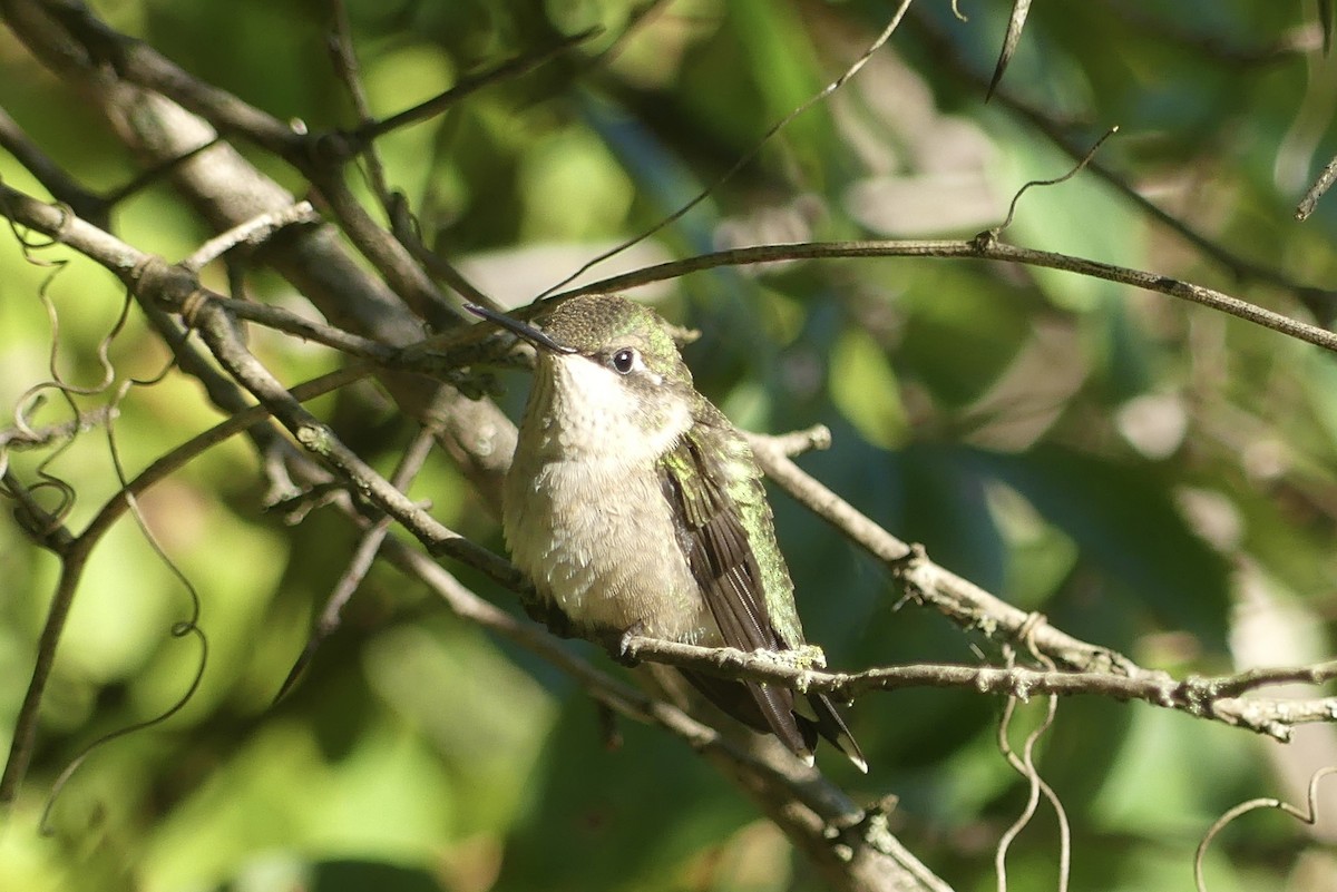 Ruby-throated Hummingbird - ML623431994