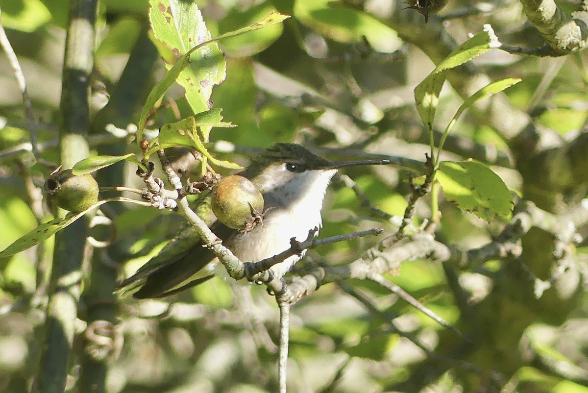 Ruby-throated Hummingbird - ML623431995