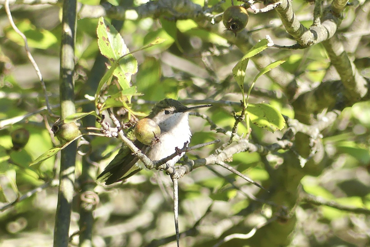 Ruby-throated Hummingbird - ML623431996