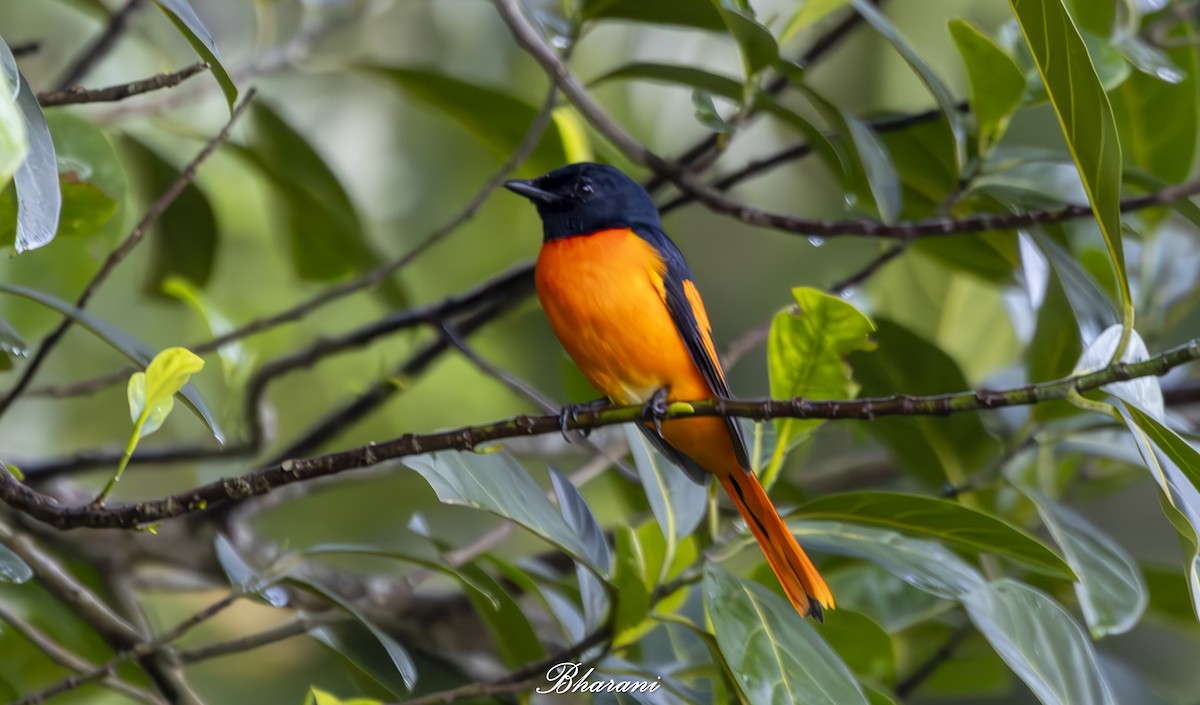 Orange Minivet - ML623432004