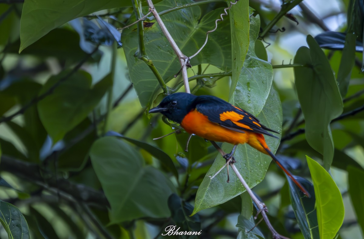 Orange Minivet - ML623432005