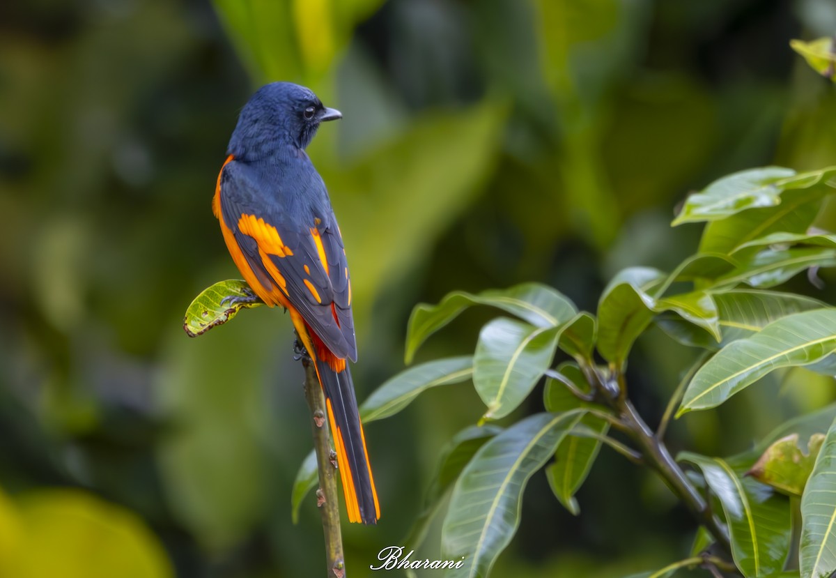 Orange Minivet - ML623432006