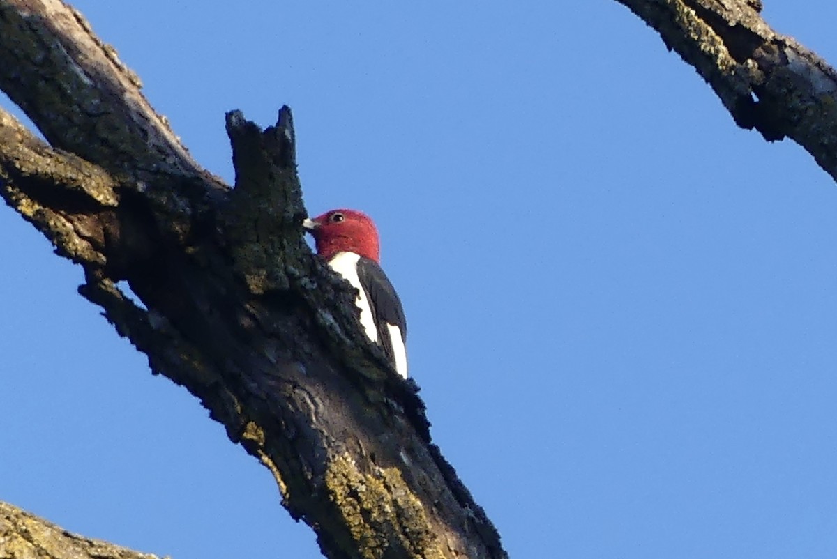 Red-headed Woodpecker - ML623432023