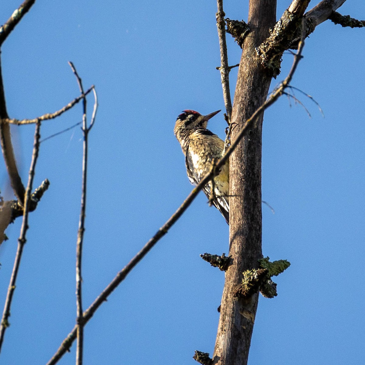 Yellow-bellied Sapsucker - ML623432025