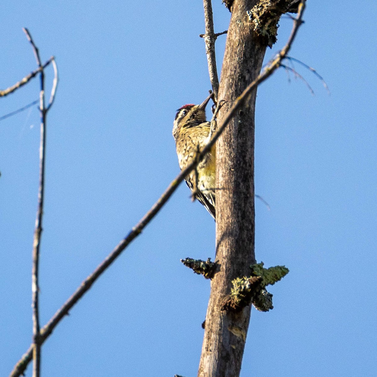 Yellow-bellied Sapsucker - ML623432026