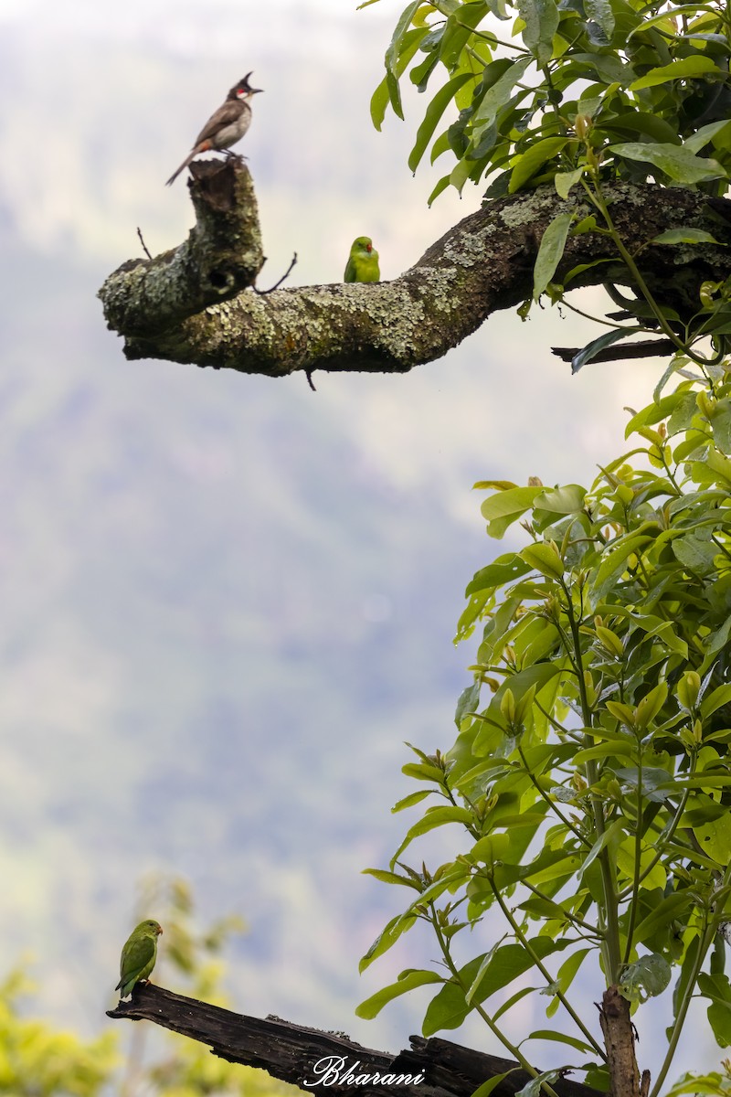 Red-whiskered Bulbul - ML623432029