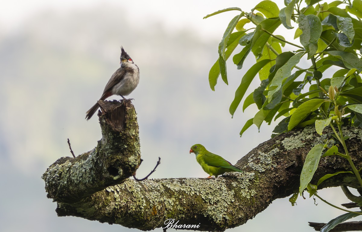 Red-whiskered Bulbul - ML623432030