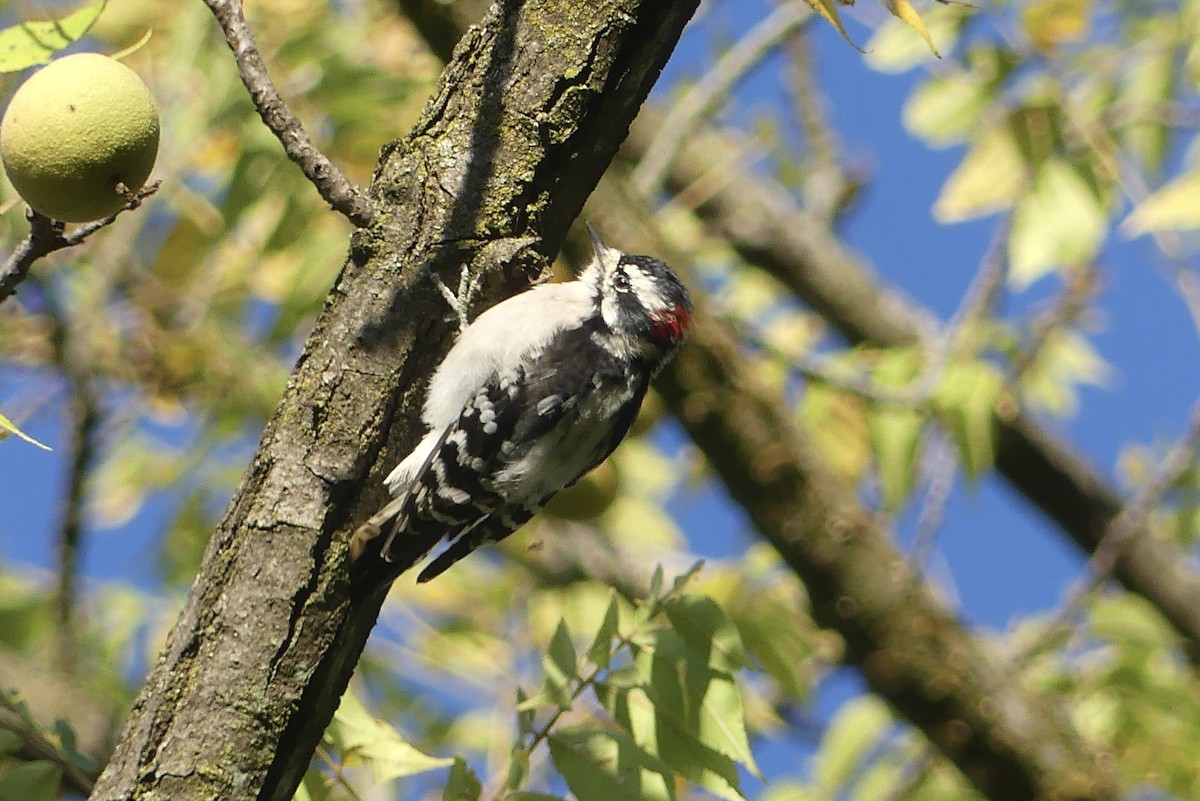 Downy Woodpecker - ML623432039