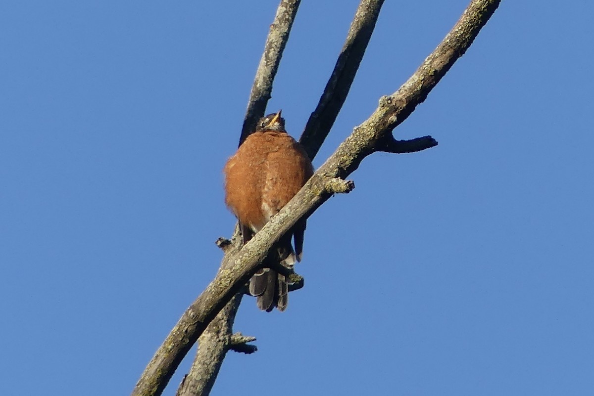 American Robin - ML623432051