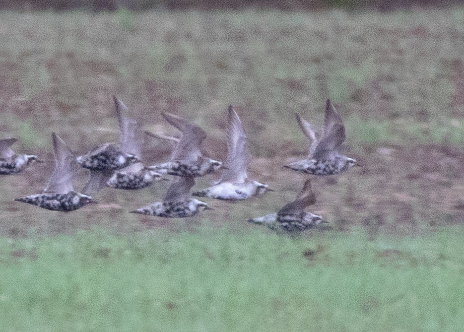 American Golden-Plover - ML623432058