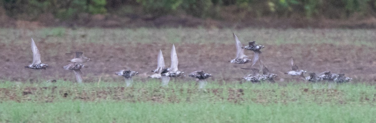 American Golden-Plover - ML623432059