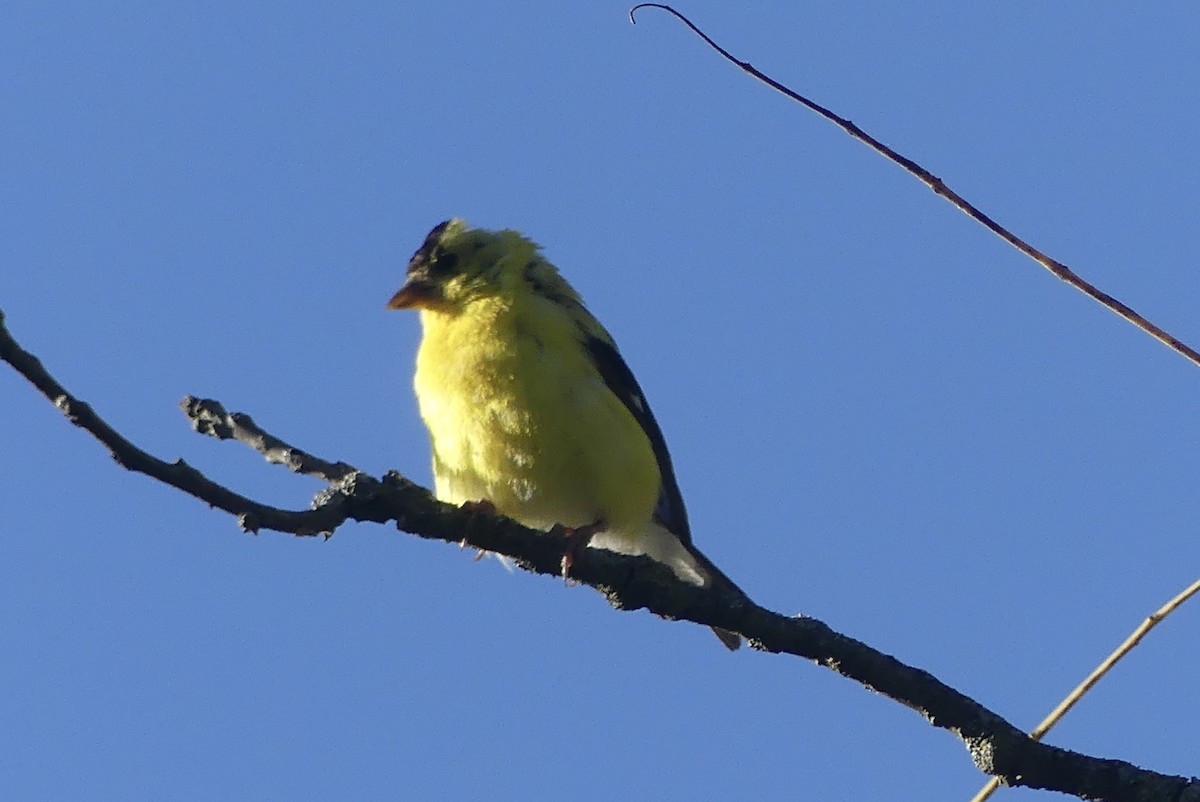 American Goldfinch - ML623432062