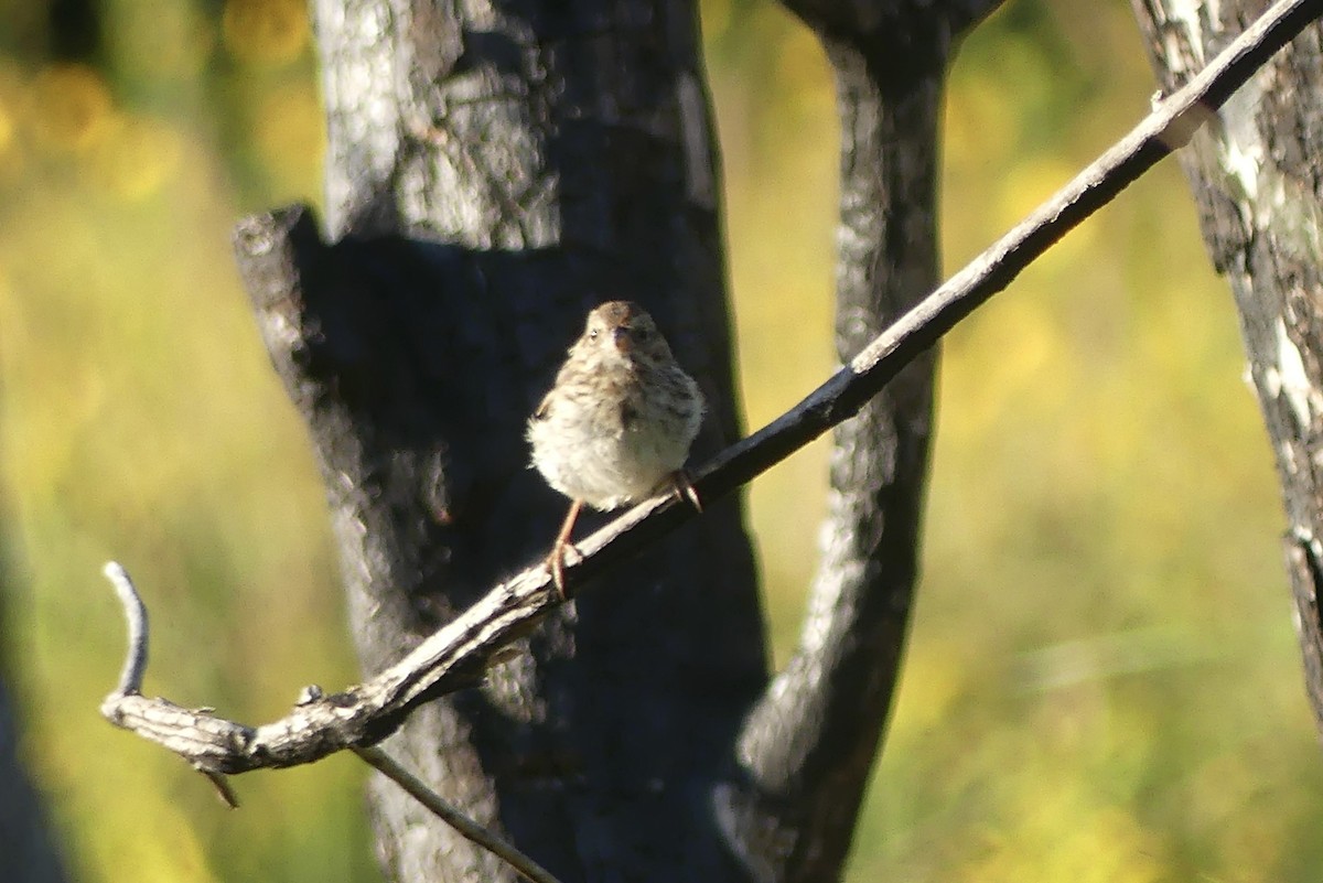 Song Sparrow - ML623432069