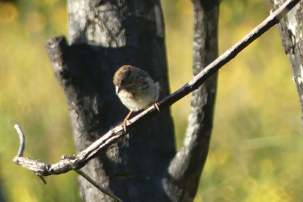 Song Sparrow - ML623432070