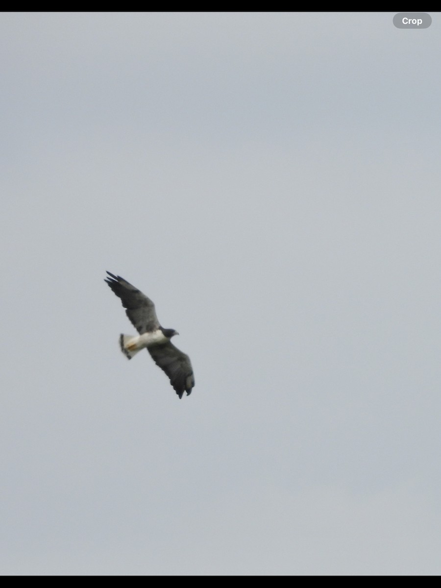 White-tailed Hawk - ML623432073