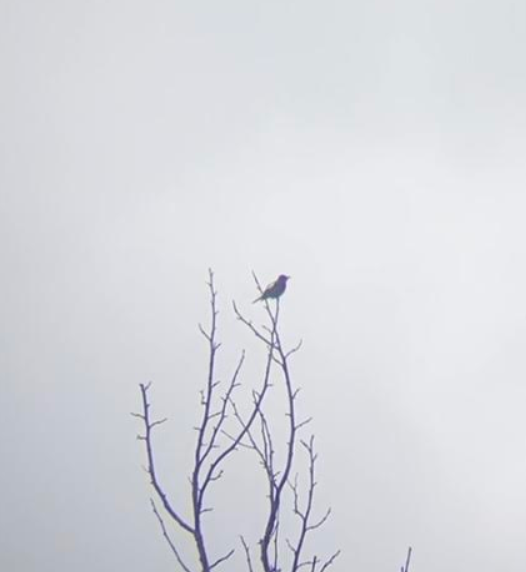 Olive-sided Flycatcher - ML623432081