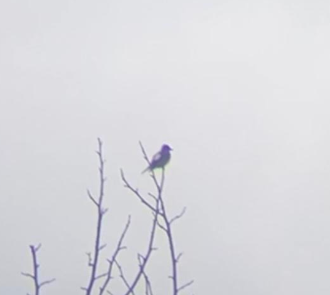 Olive-sided Flycatcher - ML623432093