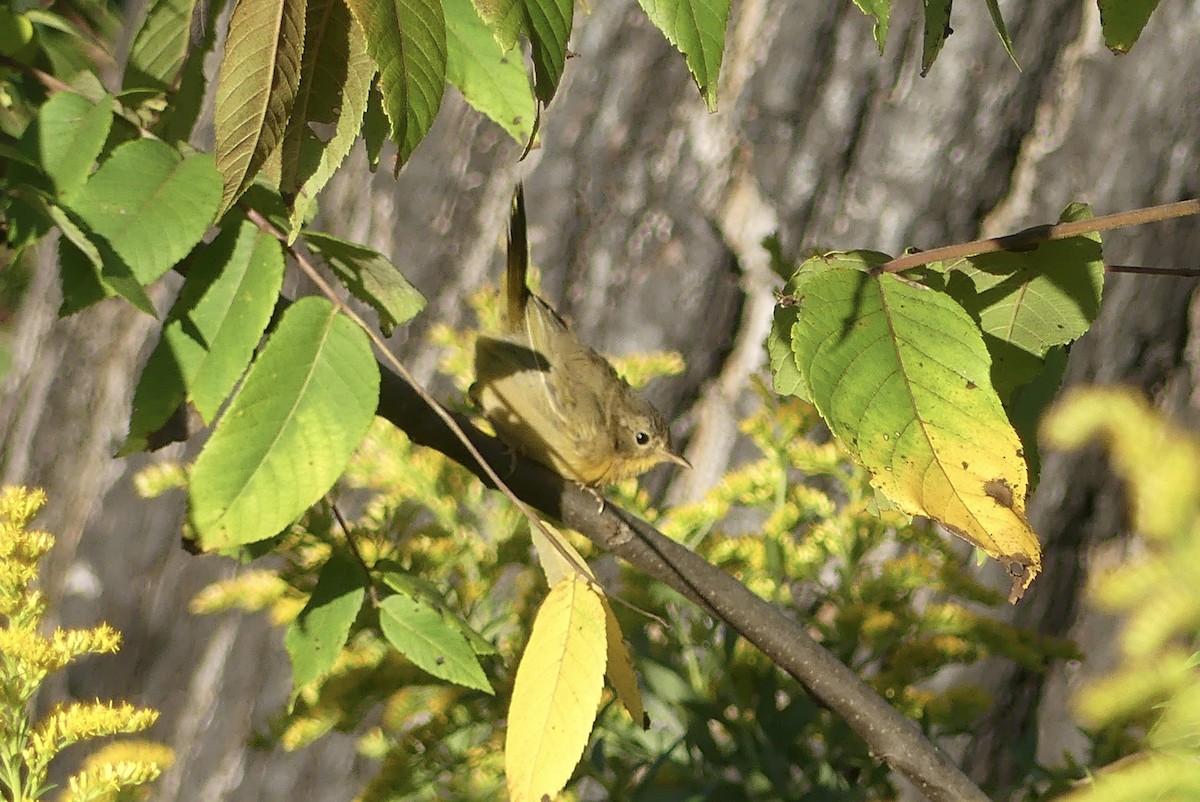 Common Yellowthroat - ML623432097