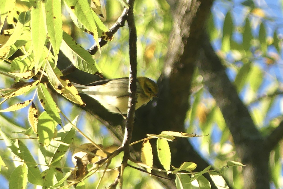 Cape May Warbler - ML623432111