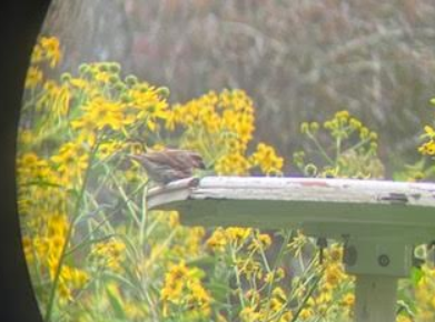 Purple Finch - ML623432112