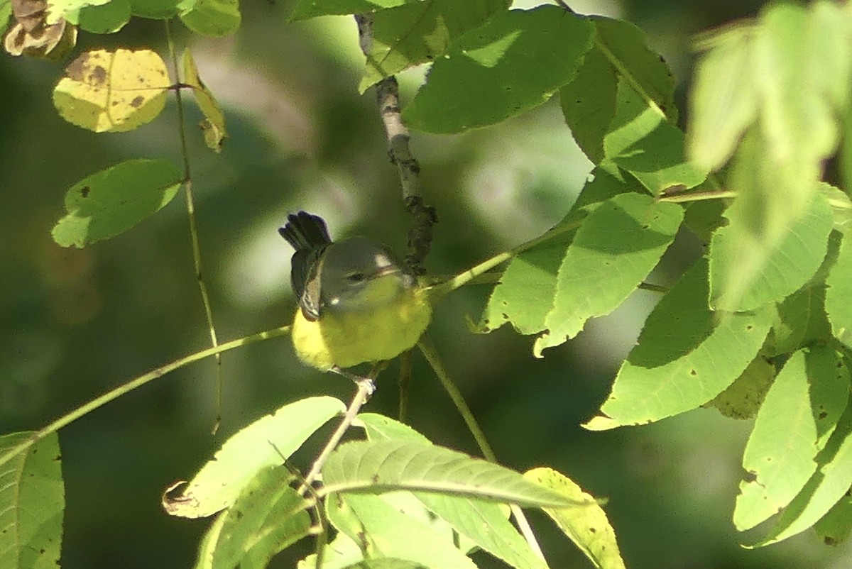 Magnolia Warbler - ML623432114