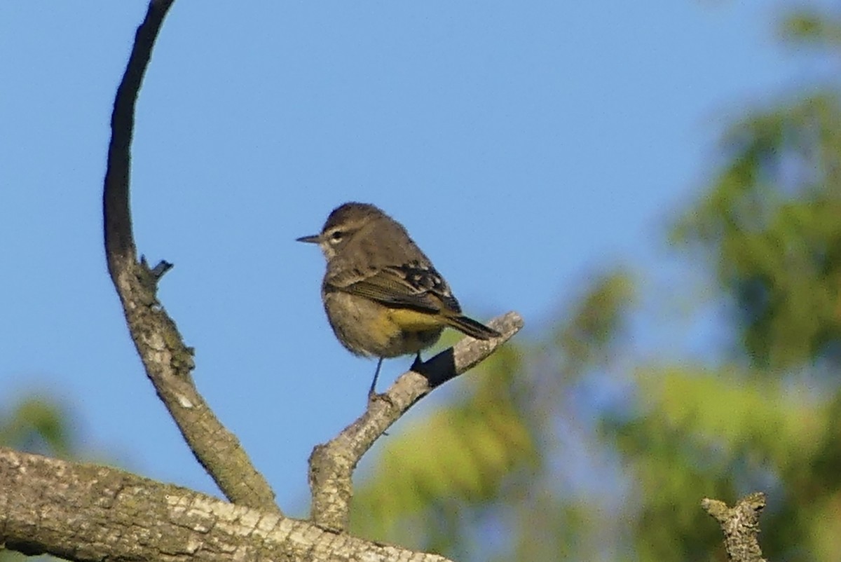 Palm Warbler - ML623432121