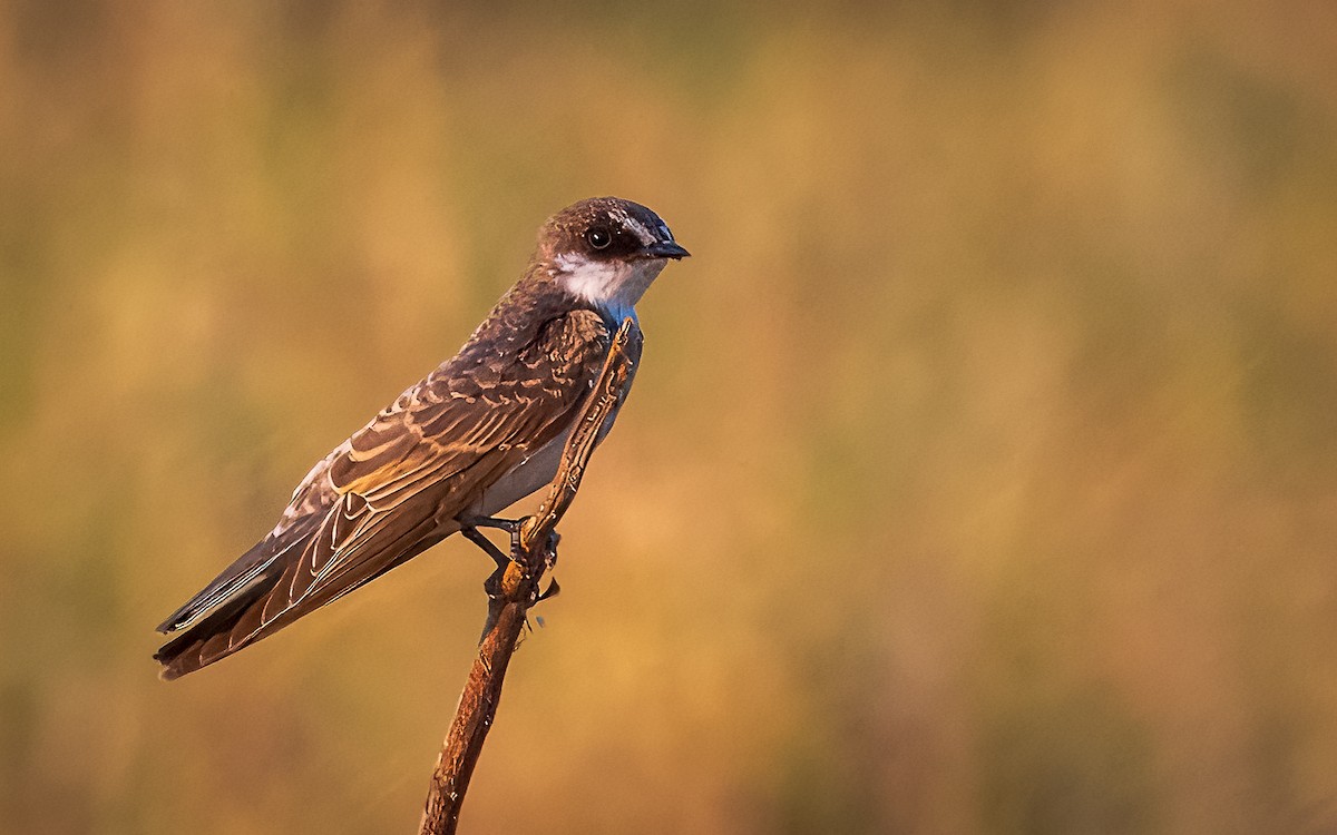 Banded Martin - Tom Hall