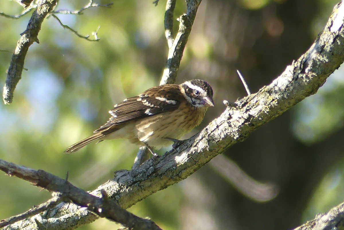 Rose-breasted Grosbeak - ML623432131