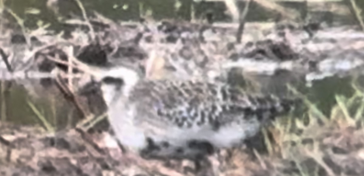 American Golden-Plover - ML623432137