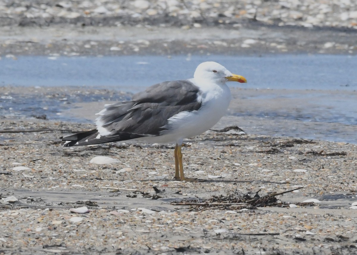 Lesser Black-backed Gull - ML623432142