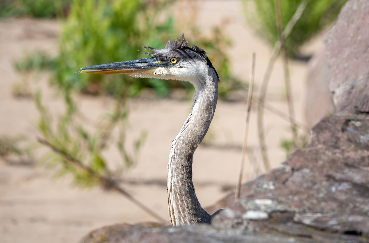 Great Blue Heron (Great Blue) - ML623432156