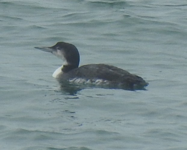 Common Loon - ML623432178