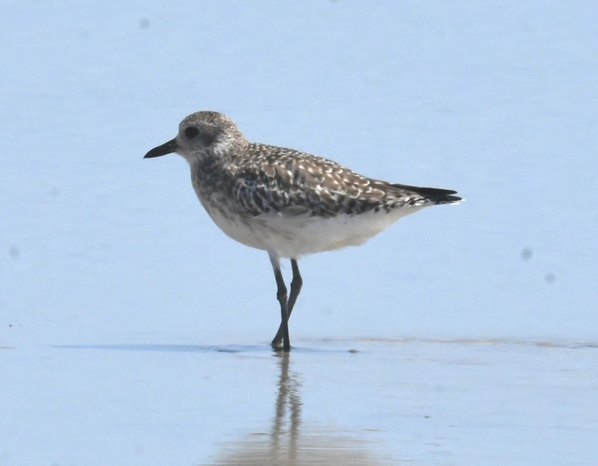 Black-bellied Plover - ML623432184