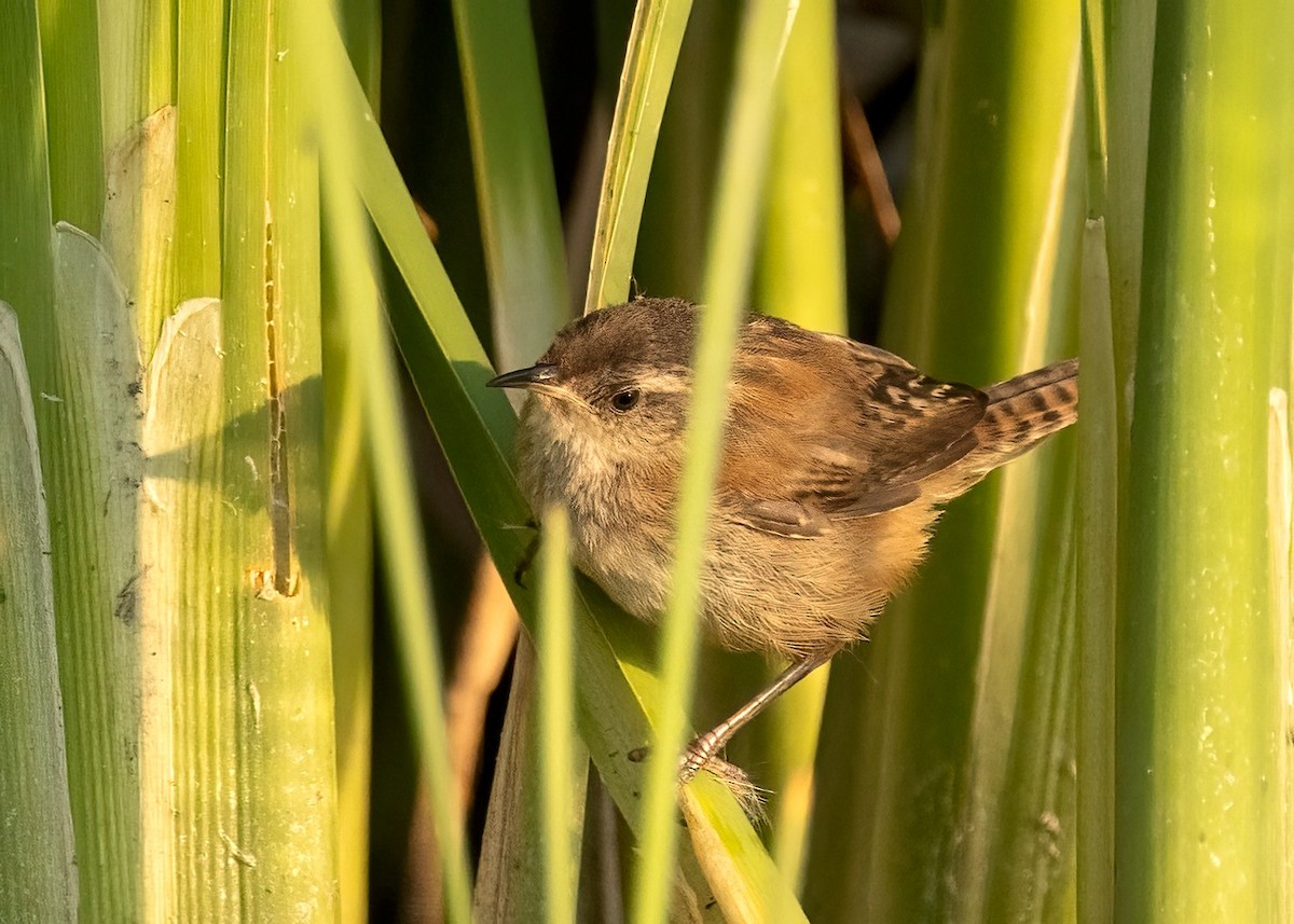 Marsh Wren - ML623432198