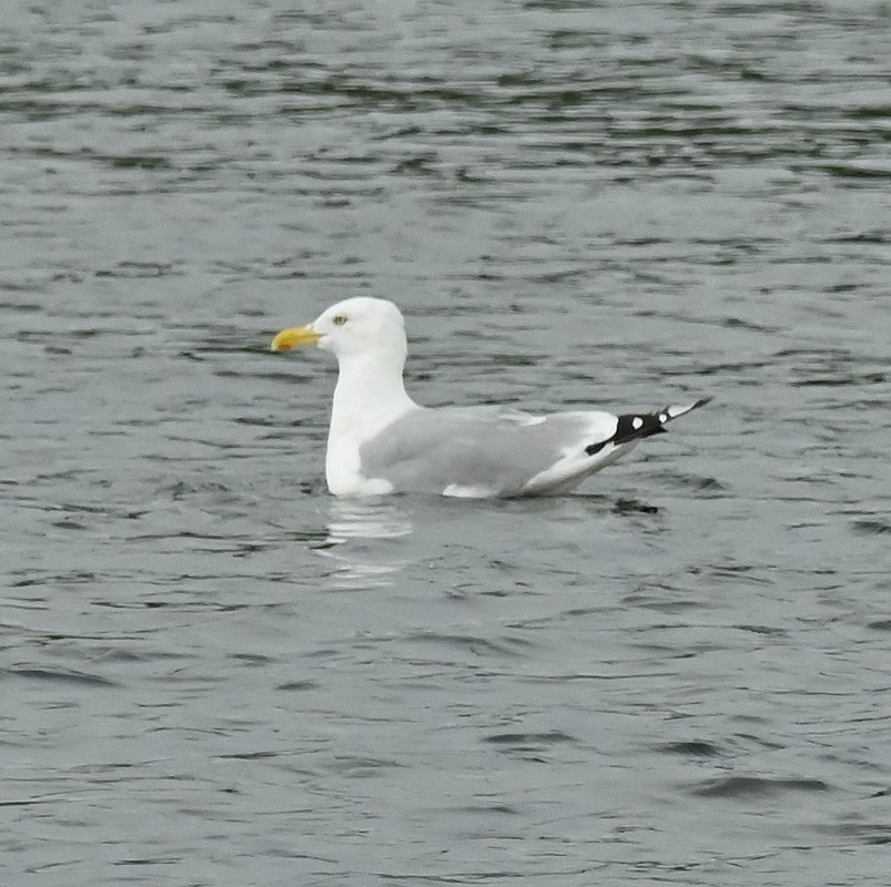 Herring Gull (American) - ML623432223