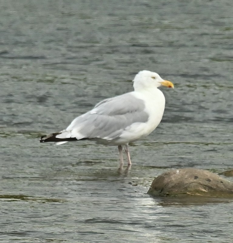 Herring Gull (American) - ML623432238